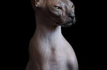 斯芬克斯猫,神秘魅力的独特猫种揭秘