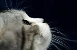 娱乐吃瓜猫金星,娱乐圈的麻辣吃瓜猫，揭秘幕后风云